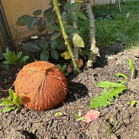 Hotel Boulevard Sea Residenz 300 Meter Zum Sandstrand Sunny Beach