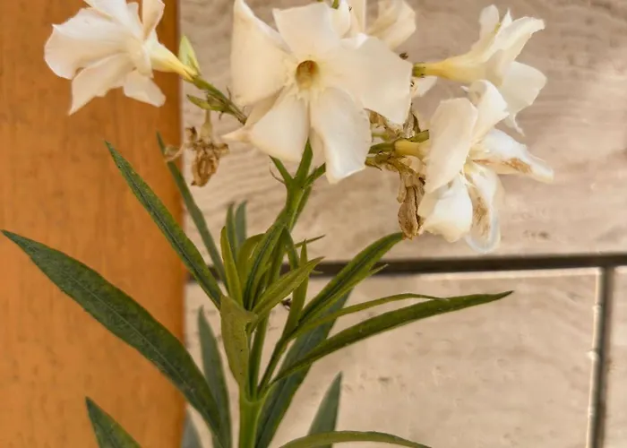 Отель Boulevard Sea Residenz 250 Meter Zum Sandstrand Солнечный берег