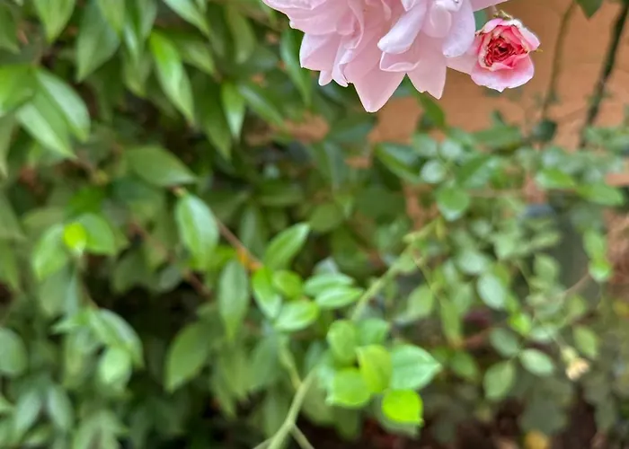 Boulevard Sea Residenz 250 Meter Zum Sandstrand Отель Солнечный берег