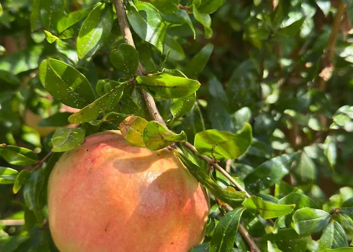 Boulevard Sea Residenz 250 Meter Zum Sandstrand ساني بيتش