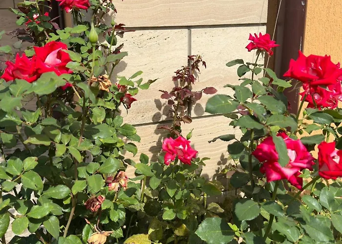 فندق Boulevard Sea Residenz 250 Meter Zum Sandstrand