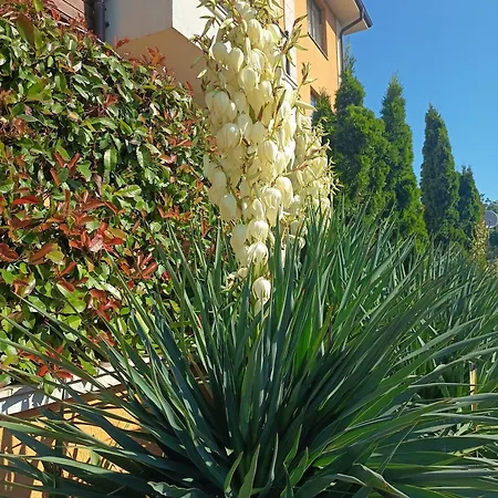 Boulevard Sea Residenz 250 Meter Zum Sandstrand Sunny Beach