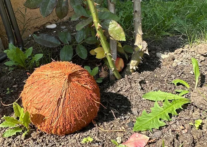 Hotel Boulevard Sea Residenz 250 Meter Zum Sandstrand Sunny Beach