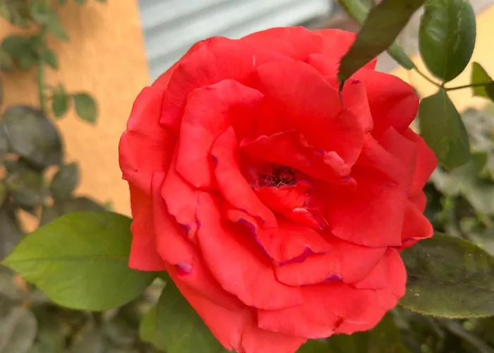 Boulevard Sea Residenz 250 Meter Zum Sandstrand 5* Sunny Beach