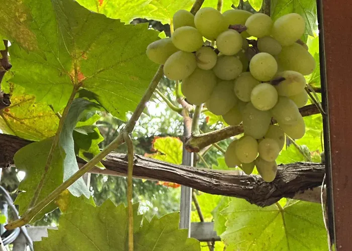 Otel Boulevard Sea Residenz 250 Meter Zum Sandstrand